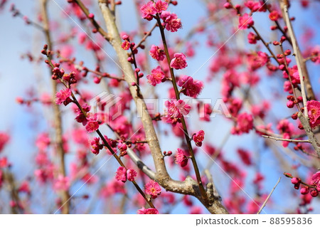 Plum blossom Chidori Plum blossom Chidori 88595836