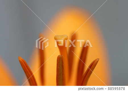 Stamen and pistil of Lilium maculatum Stamen and pistil of Lilium maculatum 88595878