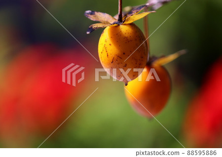 陽光下的老柿子 陽光下的老柿子 88595886