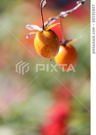 Old persimmon in the sun Old persimmon in the sun 88595887