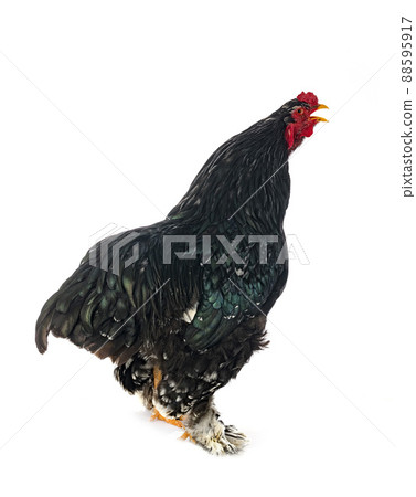 brahma chicken in studio 88595917