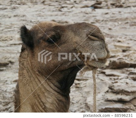 Camel for Transportation of salt slabs, Karum lake, Danakil, Afar Ethiopia Camel for Transportation of salt slabs, Karum lake, Danakil, Afar Ethiopia 88596231