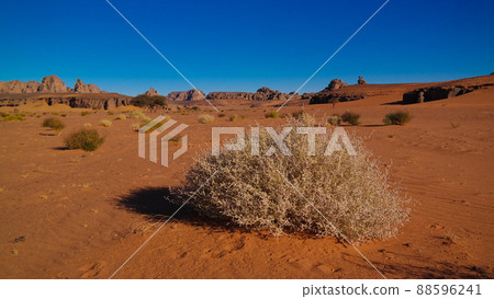 Desert Landscape with Acacia in Moul Naga valley at in Tassili nAjjer national park in Algeria 88596241