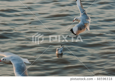 Seagulls are flying north along the Thai coast at Bang Pu, Samut Prakan. Seagulls are flying north along the Thai coast at Bang Pu, Samut Prakan. 88596318