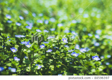 spring grass field of Veronica chamaedrys little blue flowers 88596397