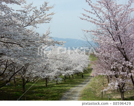 Original scenery "Kureya Pass Senbon Sakura" 88596429