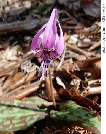 "Katakuri" that blooms pretty 88596430