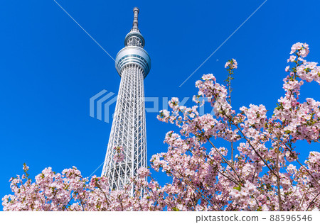 Tokyo cityscape of Japan Overlooking the Tokyo Sky Tree and Gotemba cherry blossoms that shine in the blue sky Tokyo cityscape of Japan Overlooking the Tokyo Sky Tree and Gotemba cherry blossoms that shine in the blue sky 88596546