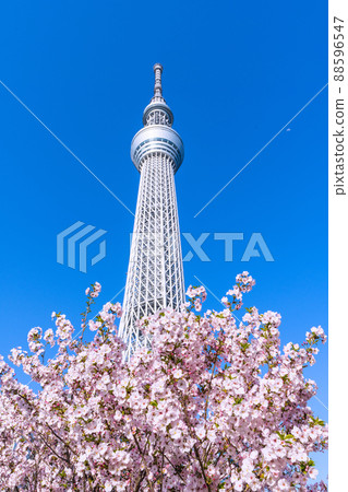 日本東京城市景觀俯瞰東京天空樹和在藍天中閃耀的御殿場櫻花 88596547