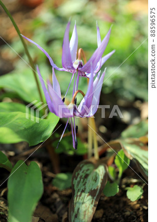 春天盛開......百花 88596575