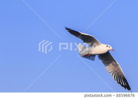 The seagull is spreading its wings freely in the sky. 88596676