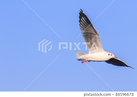 The seagull is spreading its wings freely in the sky. The seagull is spreading its wings freely in the sky. 88596678