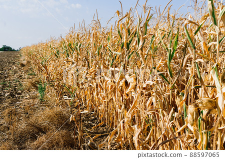 Dried out corn field in Germany, autumn sunny day, blue sky Dried out corn field in Germany, autumn sunny day, blue sky 88597065