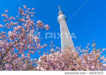日本東京城市景觀櫻花與在藍天中閃耀的東京晴空塔之間的競爭 88597072