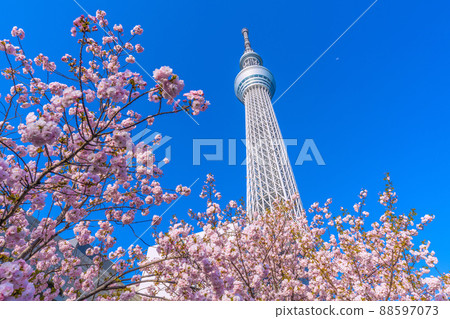 日本東京城市景觀櫻花與在藍天中閃耀的東京晴空塔之間的競爭 88597073