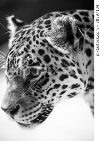 Leopard pantera padus kotiya in the rock Leopard pantera padus kotiya in the rock 88597134