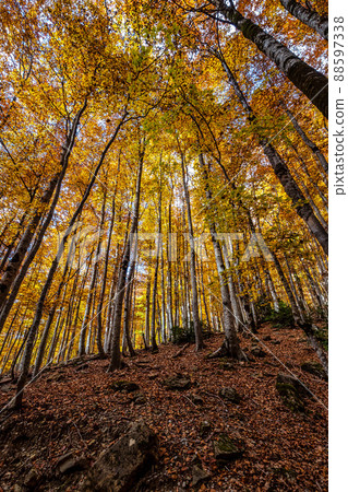 Colorful beech fall forest in Ordesa and Monte Perdido NP, Pyrenees, Aragon in Spain 88597338