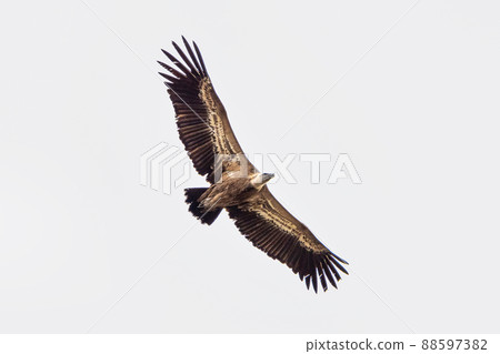 Griffon vulture, Gyps fulvus in Monfrague National Park. Extremadura, Spain Griffon vulture, Gyps fulvus in Monfrague National Park. Extremadura, Spain 88597382