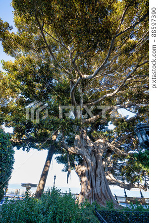 Alameda de Apodaca, a public park in Cadiz, Andalucia, Spain. 88597390