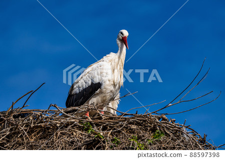 White Stork, Ciconia ciconia in Jerez de la Frontera, Andalusia, Spain 88597398
