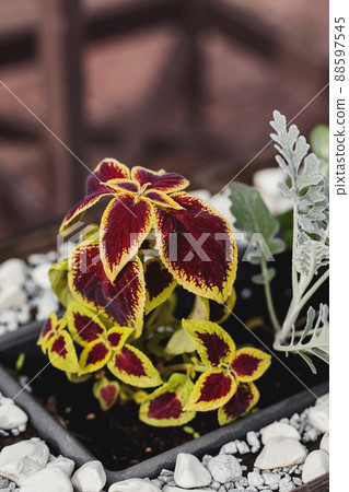 flower pot in garden courtyard 88597545
