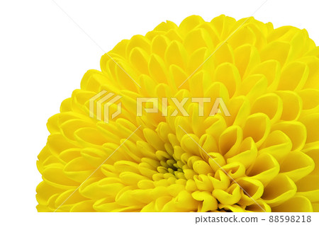 [Ping Pong Mum (Chrysanthemum)] (Depth synthesis) 88598218