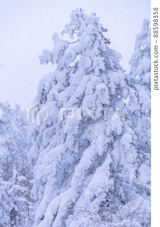 《Hokkaido》 Rime on heavy snowfall, Mt. Tokachi in winter 88598358