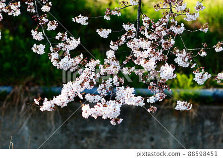 櫻桃分支 88598451