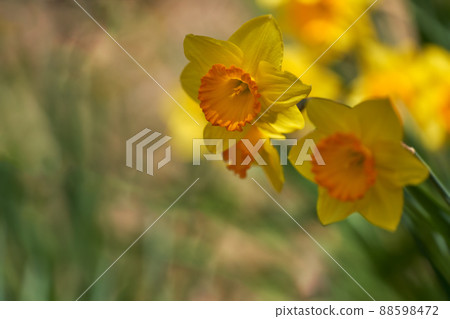 Yellow daffodils in the spring light Yellow daffodils in the spring light 88598472