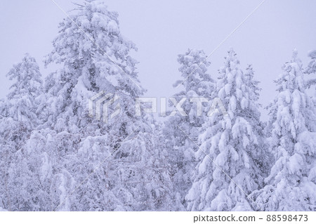 《北海道》大雪霧靄,冬天的十胜山 《北海道》大雪霧靄,冬天的十胜山 88598473