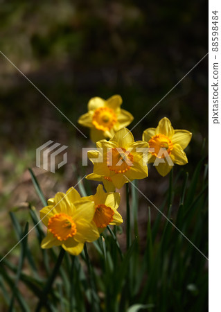 Yellow daffodils in the spring light Yellow daffodils in the spring light 88598484