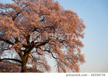 Sakura Wanitsuka Yamanashi Prefecture Sakura Wanitsuka Yamanashi Prefecture 88598736
