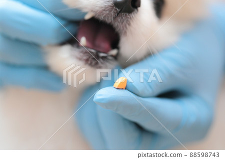 獸醫在獸醫診所給博美犬用藥 88598743