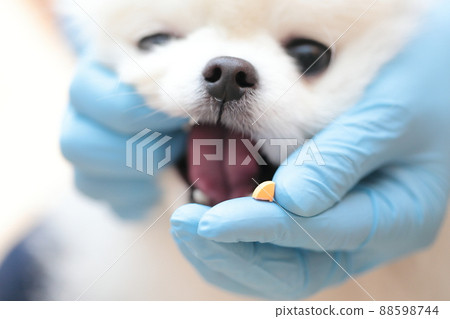 獸醫在獸醫診所給博美犬用藥 88598744