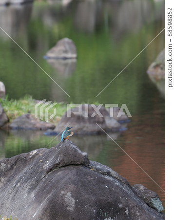 Kingfisher and pond water surface 88598852