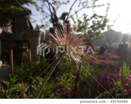 grandma flower 88598986