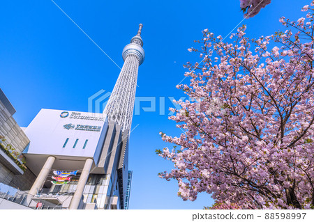 Tokyo cityscape of Japan Overlooking the Tokyo Sky Tree that shines in the blue sky and the cherry blossoms of Oshinari Park in Sumida Ward Tokyo cityscape of Japan Overlooking the Tokyo Sky Tree that shines in the blue sky and the cherry blossoms of Oshinari Park in Sumida Ward 88598997