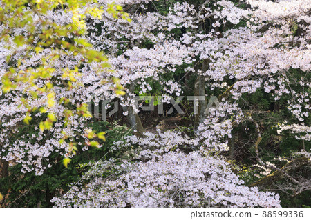 Taima-dera weeping cherry blossoms in full bloom Taima-dera weeping cherry blossoms in full bloom 88599336