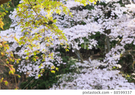 Taima-dera weeping cherry blossoms in full bloom Taima-dera weeping cherry blossoms in full bloom 88599337