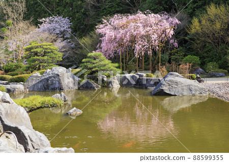 Taima-dera weeping cherry blossoms in full bloom Taima-dera weeping cherry blossoms in full bloom 88599355