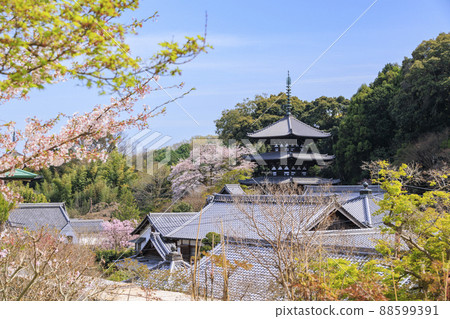 盛開的大摩寺垂櫻 88599391