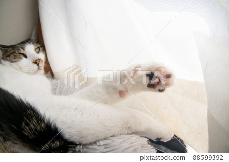 Cute paws Kijitora cat 88599392