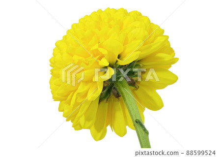 [Ping Pong Mum（菊花）]（深度合成） 88599524