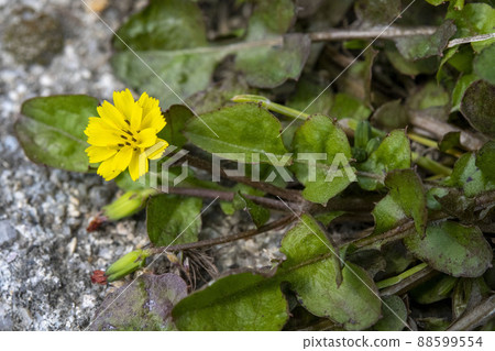 Yellow flower of nipplewort 88599554