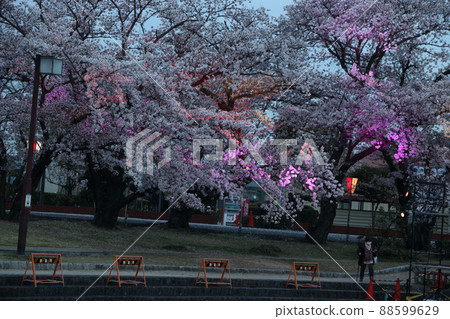 由櫻花樹的多色可變光 El Edi 照明 88599629