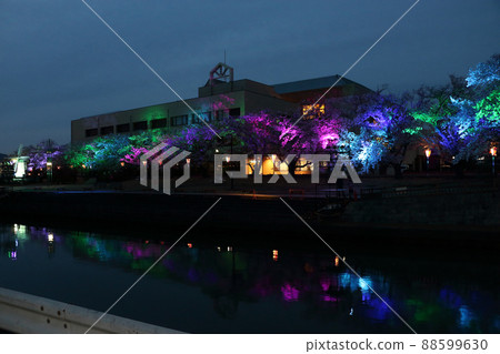 由櫻花樹的多色可變光 El Edi 照明 88599630