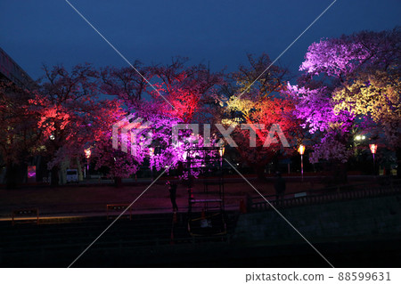 由櫻花樹的多色可變光 El Edi 照明 88599631