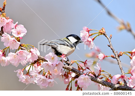 Great tit on cherry blossoms Great tit on cherry blossoms 88600145