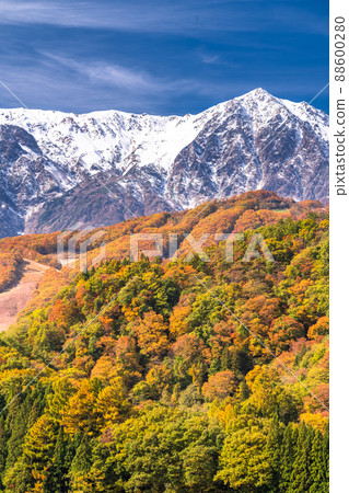 《長野縣》白馬村/三段秋葉在紅葉的高度 88600280