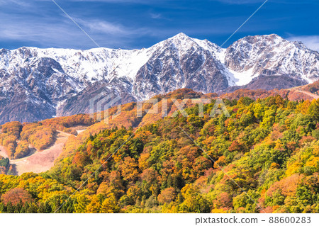 《長野縣》白馬村/三段秋葉在紅葉的高度 88600283